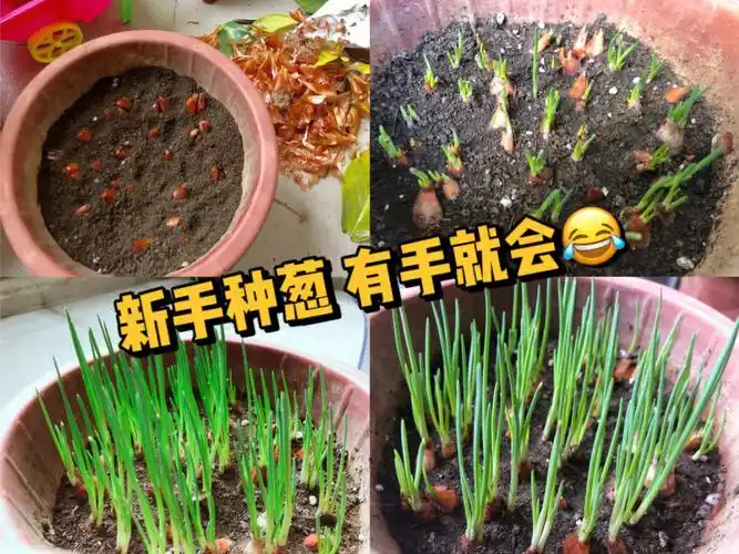吃上自己种的菜和香料确实很治愈从难度最低的小葱开始～懒人考虑的