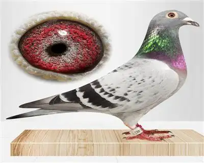 欢迎光临荷兰佛科克鸽舍