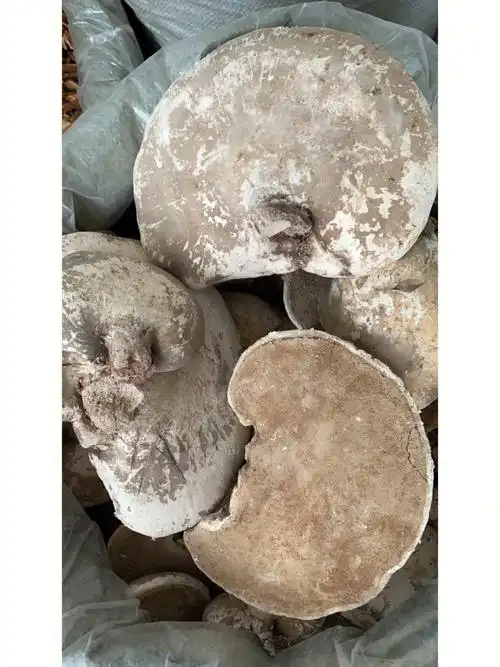 野生白灵芝 又名玉芝,辛平无毒,主要生长于较湿润的