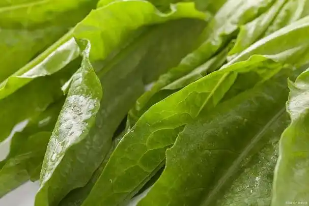 油麦菜的种植时间介绍