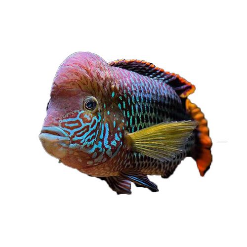 红尾皇冠鱼爆头玉面皇冠鱼热带观赏鱼起头蓝面皇冠鱼