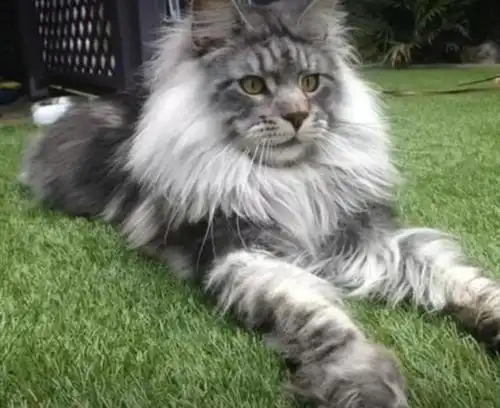 缅因猫不但体型很大其毛发还很长,蓬松毛发使其体型的视觉效果更加