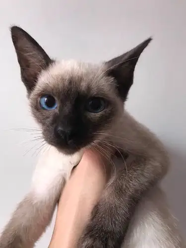 这是什么颜色的暹罗猫啊?图一二为一只,图三为另外一只,哪只好些?