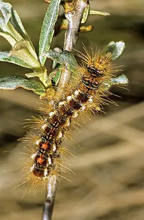 毛虫图片_图片大全