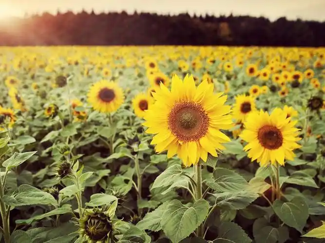 心若向阳壁纸图片