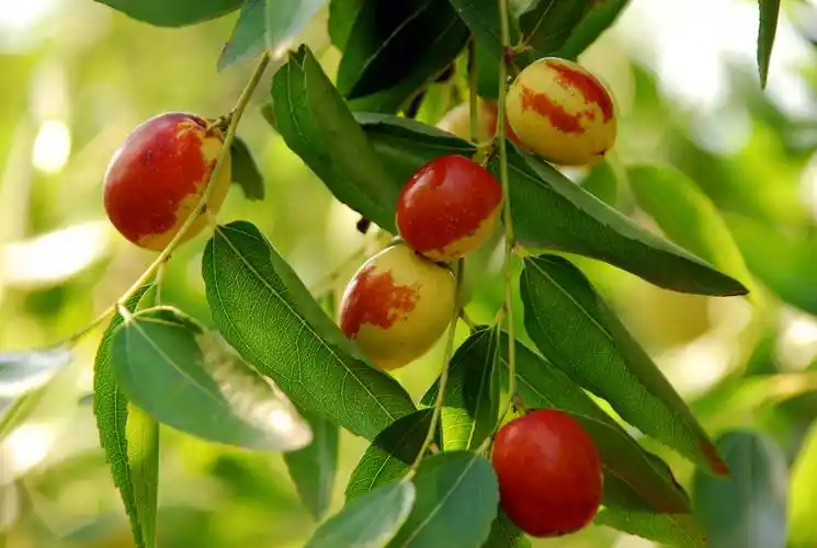 德州乐陵金丝小枣荣登山东名片品牌影响力top榜