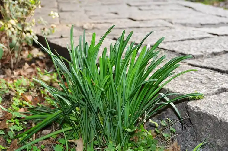 彼岸花与彼岸花叶 - namida - 逆さまの蝶