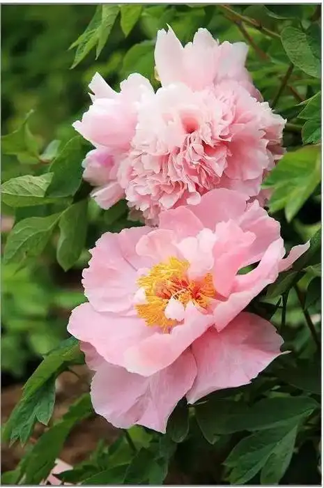 世界顶级牡丹花摄影作品欣赏