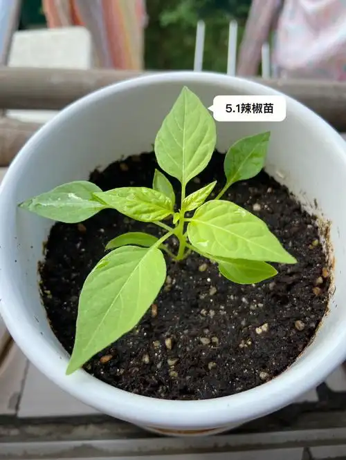 辣椒苗一个月变化