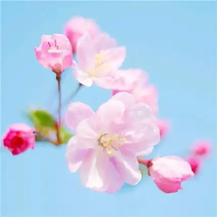 简单干净耐看有品位的小清新头像