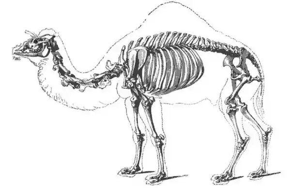 回顾:沙漠中遇到渴死的骆驼为何不能去碰?碰了的后果很严重吗?