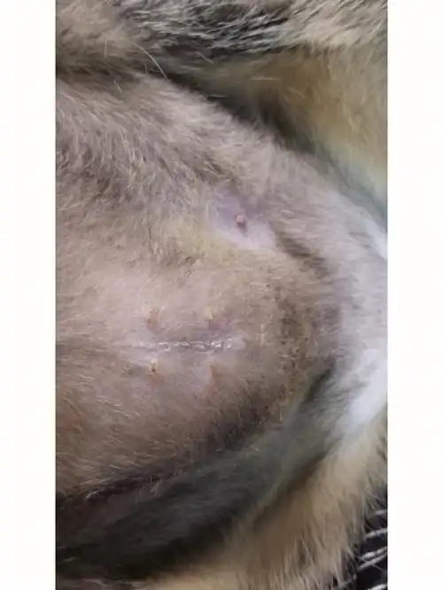 大家可以看到图片上面,伤口还是缝的很好的,现在还在恢复期,结痂还没