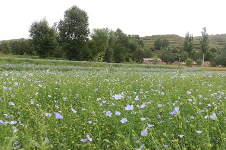 黄金亚麻籽,生长在六盘山一带,自有种植基地,无工业污染.