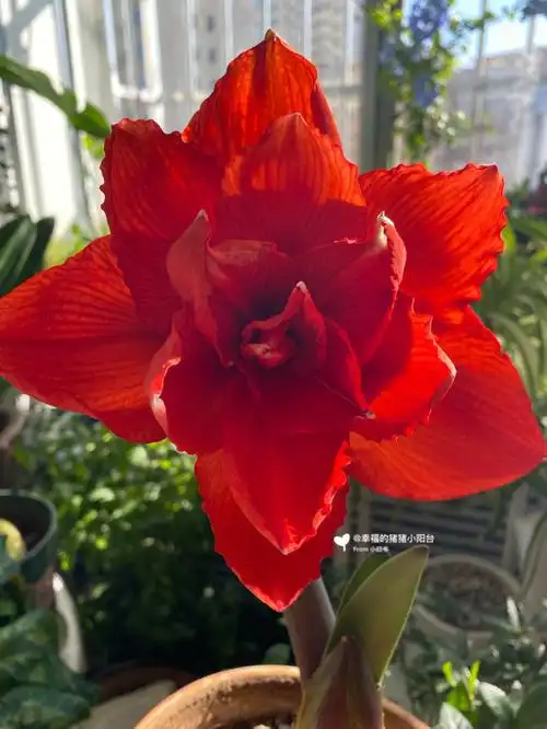 朱顶红双皇的第二朵花