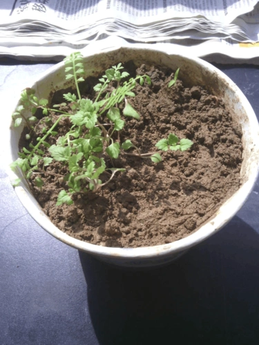 牡丹种子第一年发芽生长到秋发全过程