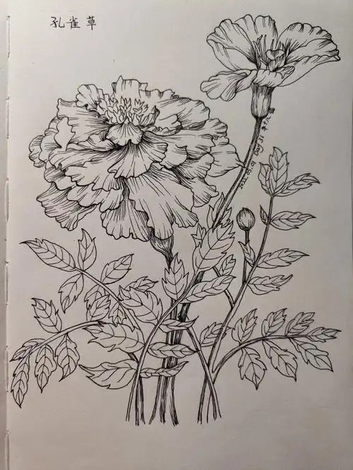 控笔day31孔雀草黑白线描过程临摹