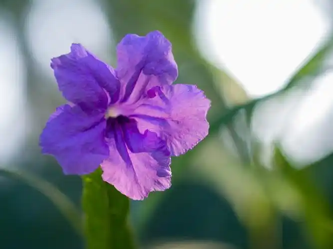 【紫花翠芦莉】