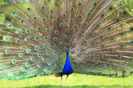 孔雀的尾巴图片