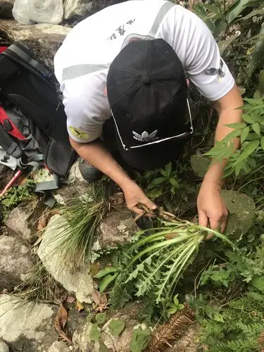 好不容易发现一株草药,药名牛口刺,功能疤痕治痒止痛外用,于是小心