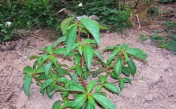 农村这种常见的野草,名叫海蚌含珠,可入药治病,可防治肠炎