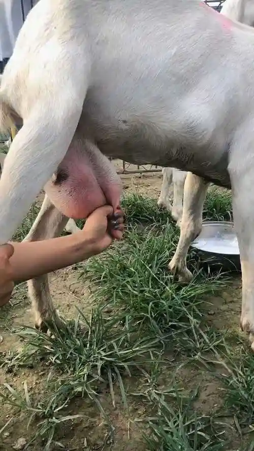 人工专业挤羊奶,有没有喜欢喝羊奶的,要不要来体验一下