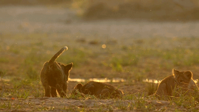 400_225gif 动态图 动图