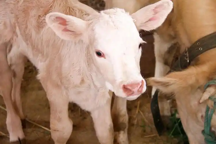 一头黄牛宝宝于4月中旬出生