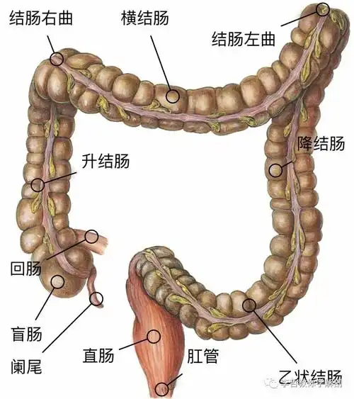 解剖图片【大肠】
