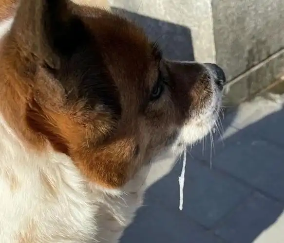 网友带狗狗出门遛弯,它的哈喇子都冻成冰条了,这是有多冷呀!