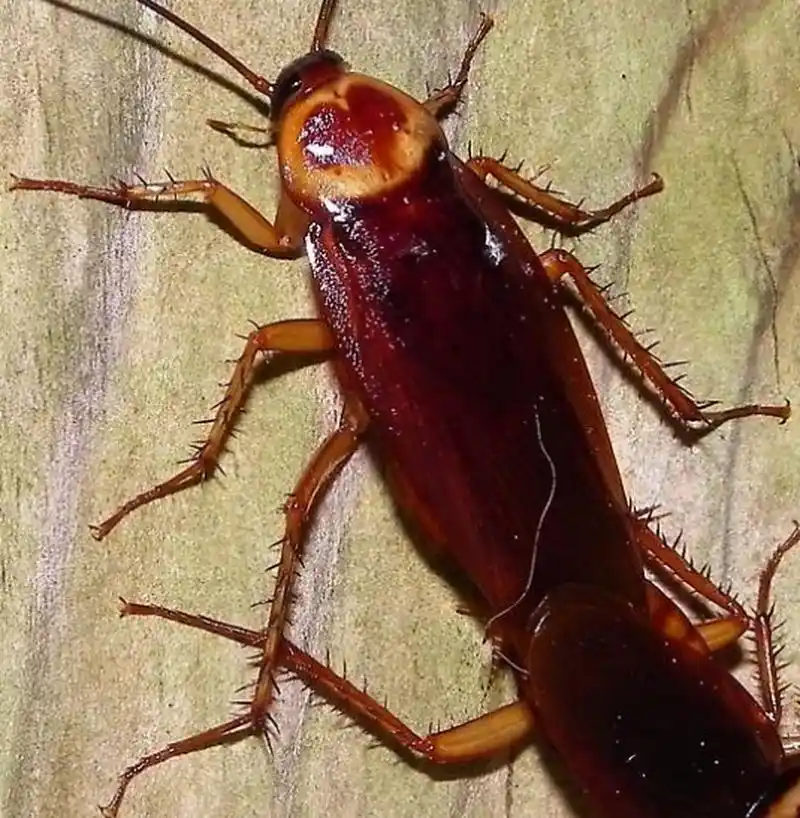 每天认识一种昆虫——美洲大蠊  美洲大蠊是蜚蠊目,蜚蠊科昆虫,分布于