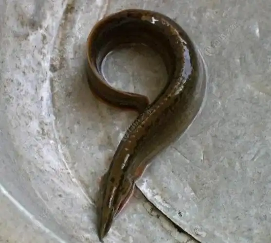 正月初四室外温度8°,对象鱼腊锥鱼(刺鳅)请教不知名品种.