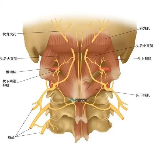 枕下阿诺神经从c1,c2之间穿过,大约位于枕骨粗隆下方三指宽,第二颈椎
