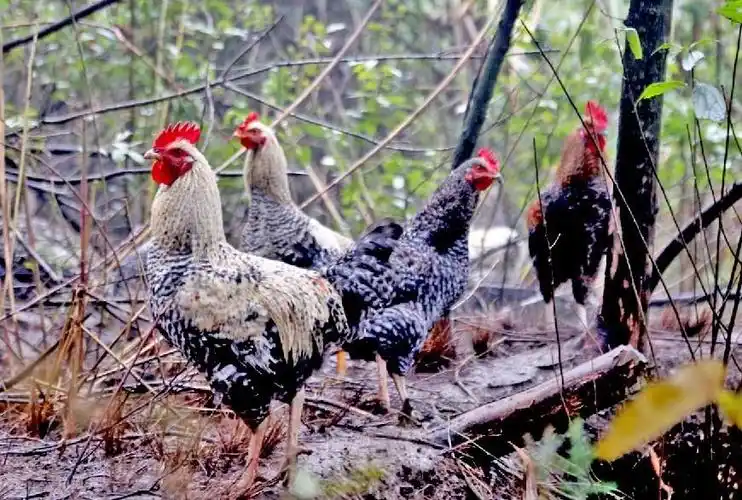 养殖趣闻芦花鸡森林中变了野鸡要想吃鸡得夜色间抓