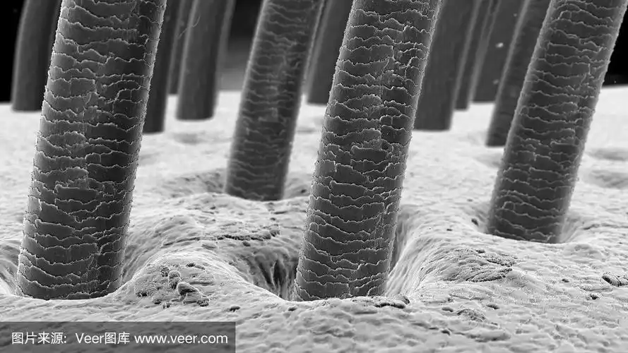 头发在显微镜下