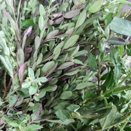 野生新鲜现采紫背金牛 蛇总管 金不换积雪草 500克