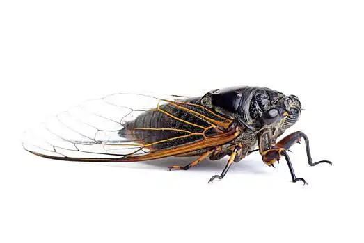 知了,隔绝,白色背景,背景
