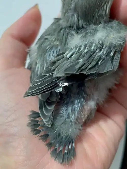 墨银顶牡丹这小尾巴可爱极了