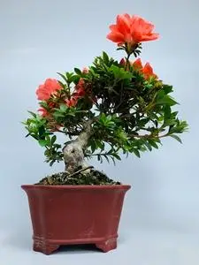 日本进口菊姬皋月杜鹃盆景小品稀有名贵矮霸造型办公室阳台盆栽