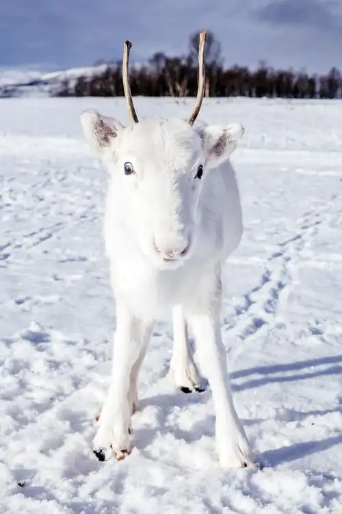 rare white reindeer spotted in the wild in norway