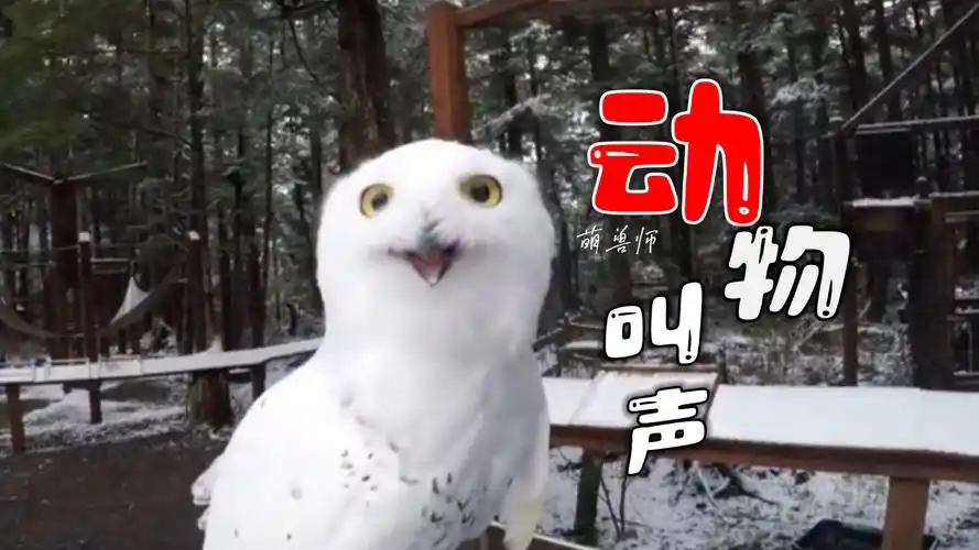 盘点动物们独特的叫声,每一个都意想不到|纪录片
