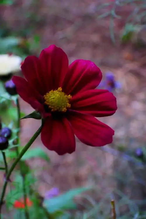 波斯菊,也是格桑花的一种花