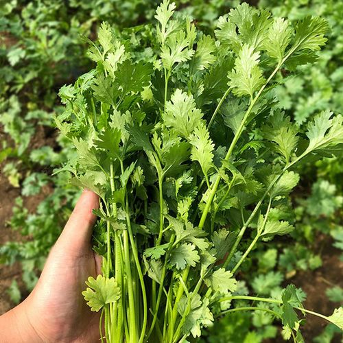 山东大叶香菜芫荽种籽速生春夏秋冬四季阳台盆栽家庭园艺种子