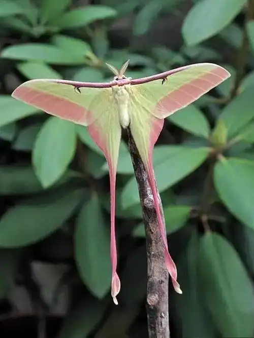 长尾大蚕蛾:我怎么这么好看