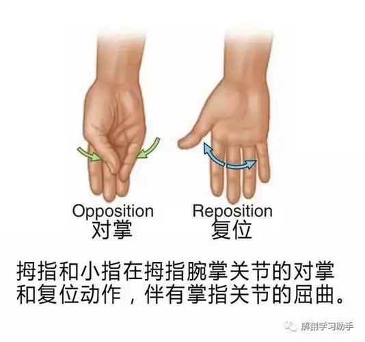 特殊的运动形式环转外展,内收和旋转屈和伸●关节