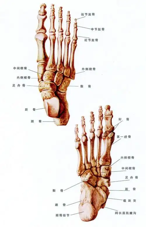 画画学习_速写人物脚部解析
