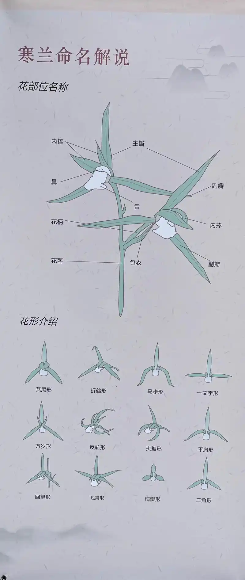 寒兰介绍.寒兰介绍#国兰 #花卉绿植 #种自己的花爱自己的宇 - 抖音