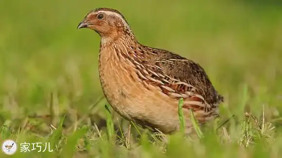 鹌鹑鸣叫声,纯录音音频,有需要的收藏吧!-游戏视频-搜狐视频