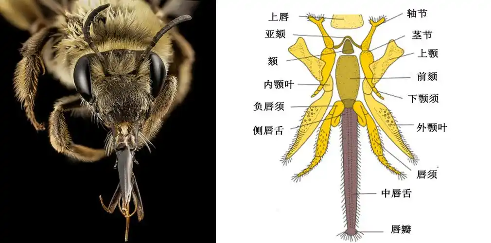 嚼吸式口器(蜜蜂)