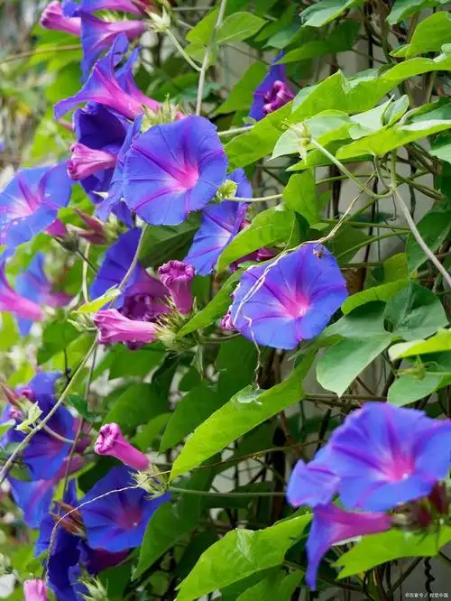 美丽的爬藤植物——牵牛花