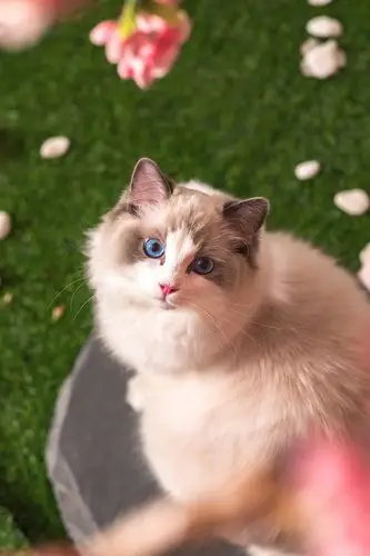 猫猫祟祟,日式小猫咪参上~(1/3)